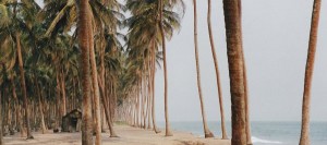 Sémé-Kpodji : plage de cocotiers